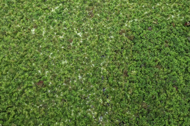 Mass of green floating plants on a body of water