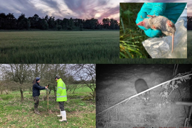 Image split in four: a field, a gloved hand holding a small rodent, two males standing by a tree and a racoon caught by a night-vision camera