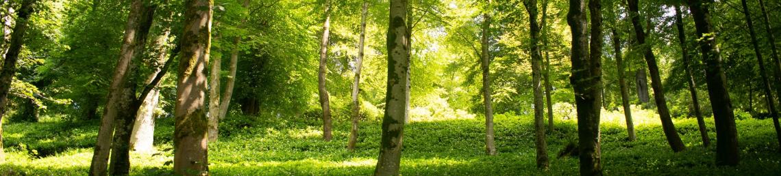 A empty forest with variety of trees