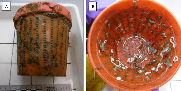bait pots containing animals from the Caribbean