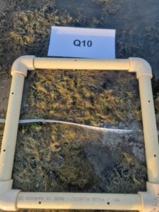 Seagrass sample collection and fieldwork