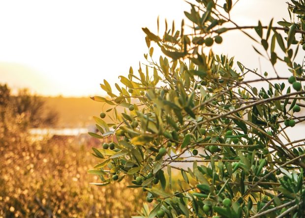 APart of an olive tree is in the foreground of the picture to the left, behind is blurred but shows other shrubs and fields