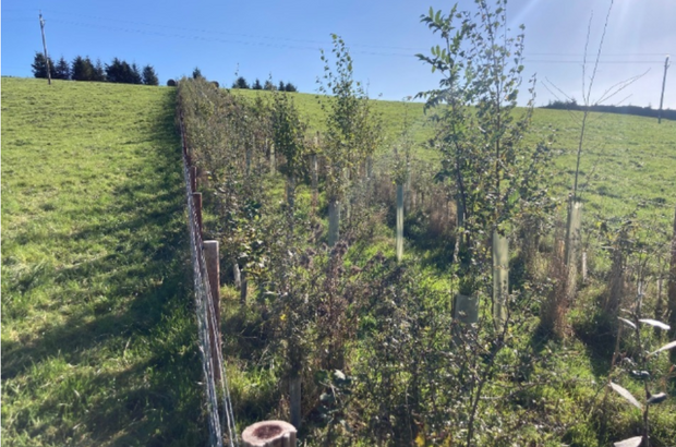 Young trees growing in a fenced agroforestry planting strip within a grass field on a sunny day. Several trees are protected by guards, with open pasture on either side and a line of woodland visible in the distance under a clear blue sky.