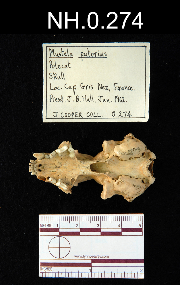 Image of European Polecat