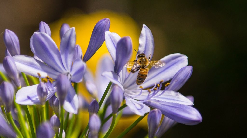 A bee on a purple flower