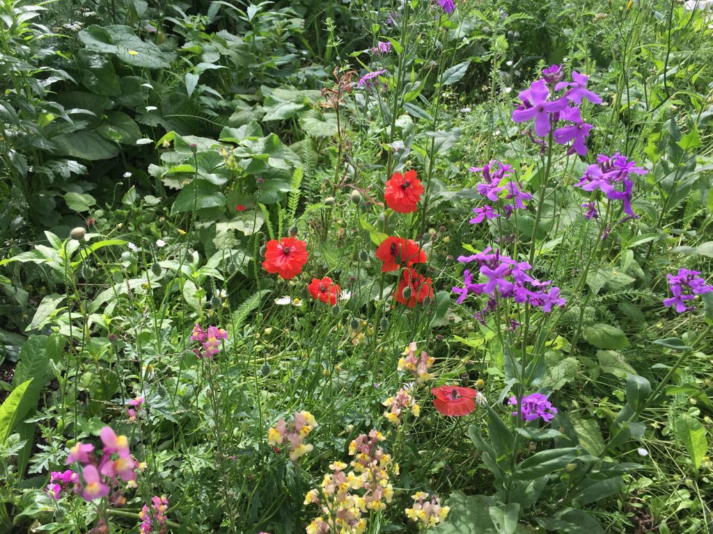 A close up of a bed of wildflowers with red, purple and white small blooms growing