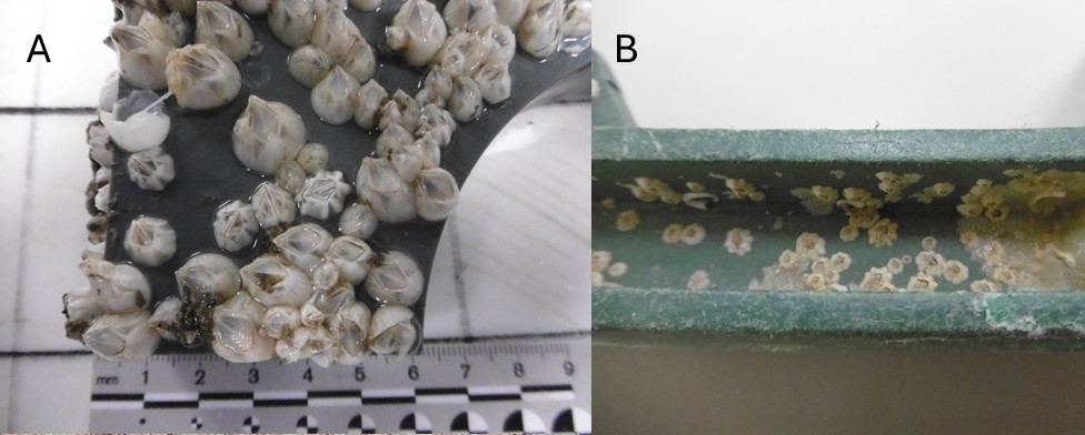 barnacles on pipes