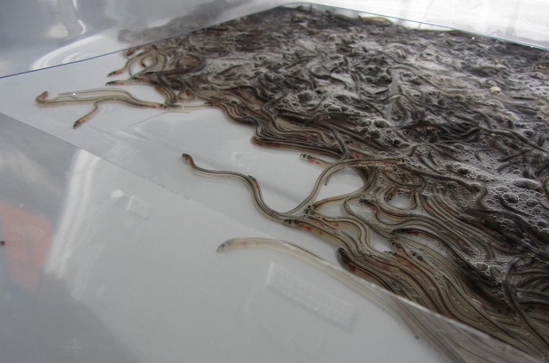 eels