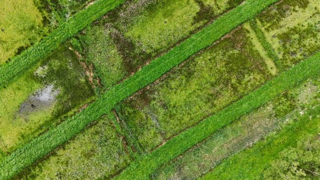 An aerial view of a paludiculture trial site (Credit: Lancashire Wildlife Trust)