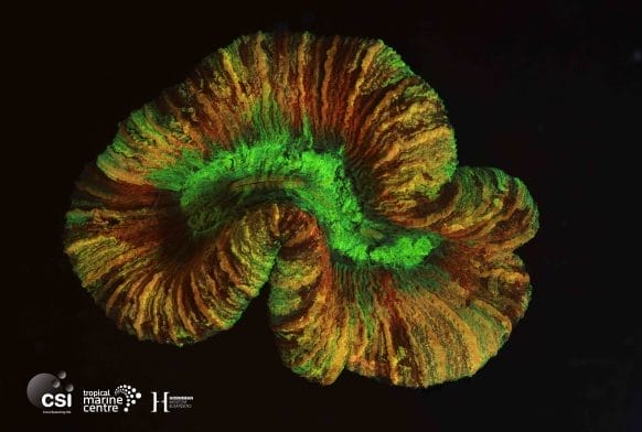 Trachyphyllia geoffroyi Successfully Spawned Ex-situ
