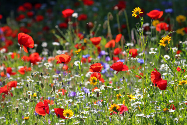 image of a wildflower meadow with poppies and daisies