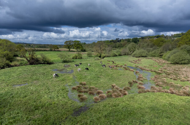 Drone shot of land and cows within the Axe Landscape Partnership project. Credit Randall Photos