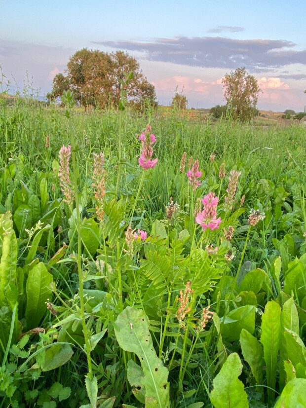 Image shows Sainfoin in herbal ley. It has pink flowers and grows amongst lush green vegetation