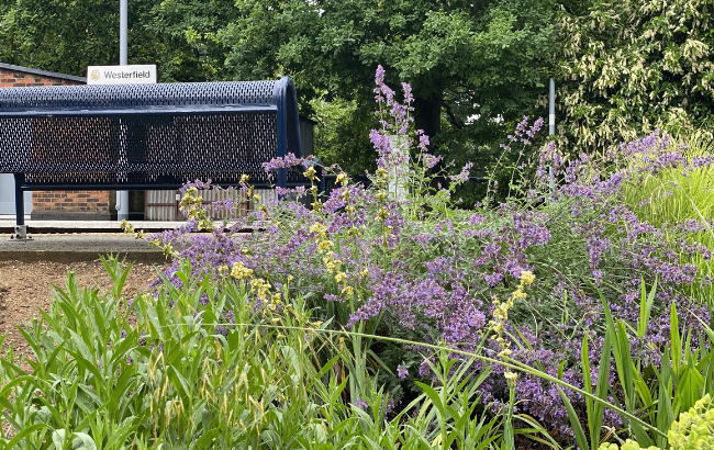 Image of a flower bed, next to Westerfield train station