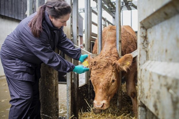 Female inspecting a cow.