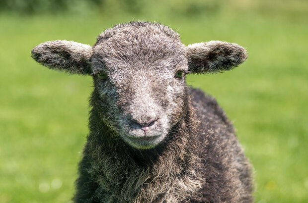 Close-up of a grey, woolly sheep facing the camera in a grassy field, with ears held out to the sides and a softly blurred green background