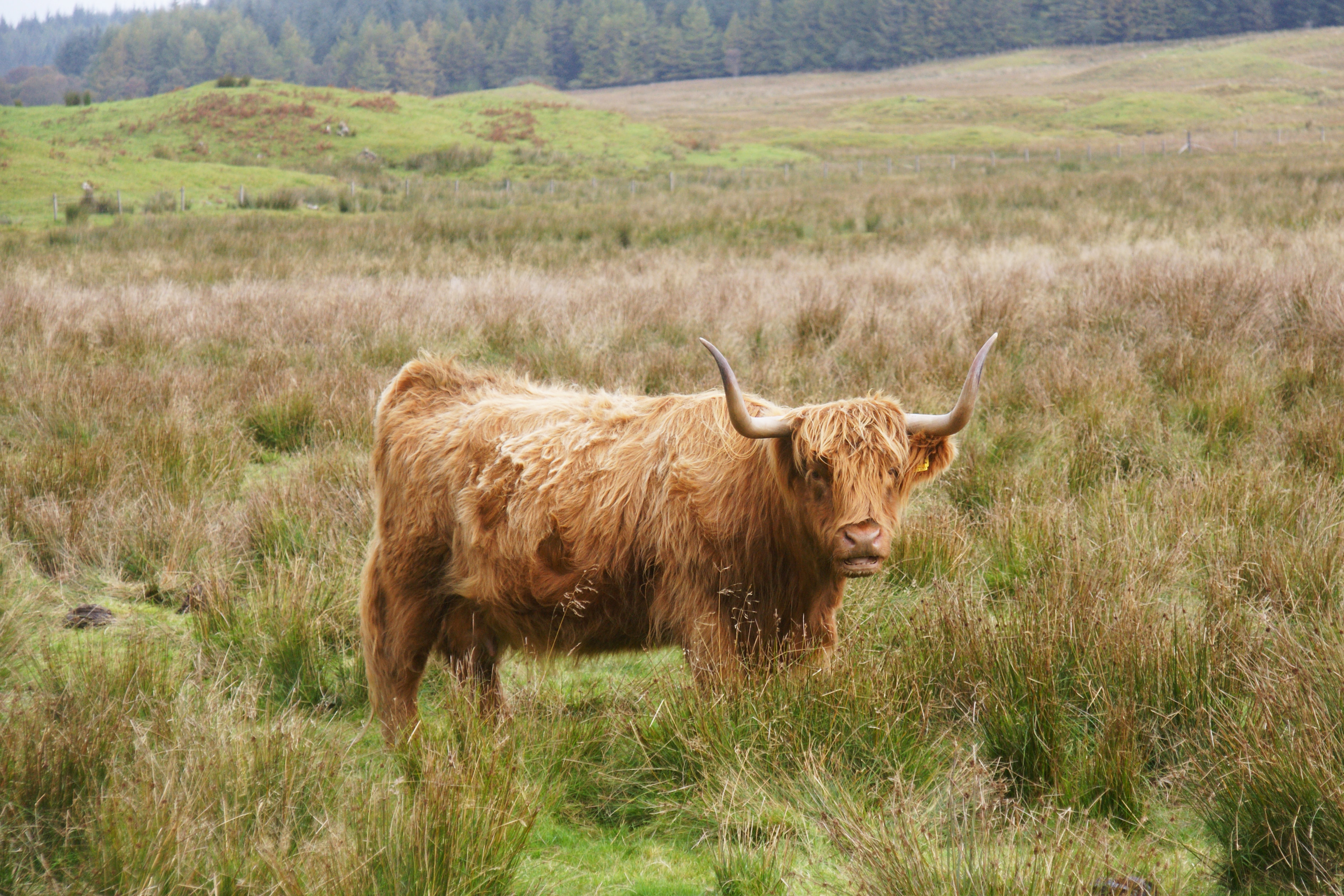 Highland cow in field