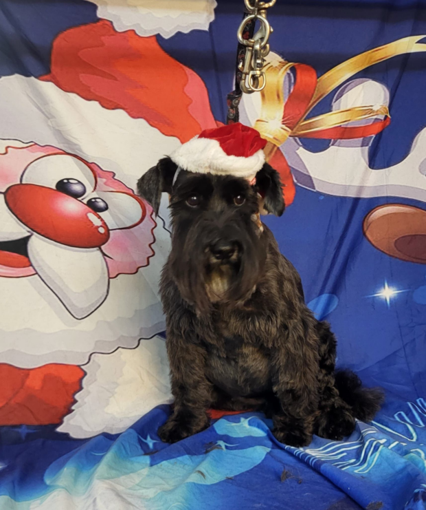 A black miniature schnauzer called Bobbi looking at the camera wearing a santa hat.