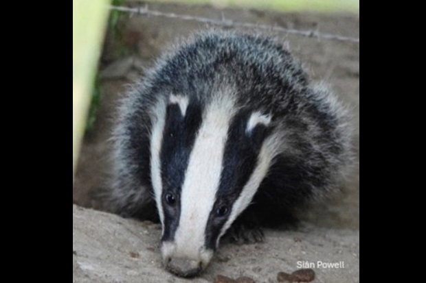 Image of a single badger.