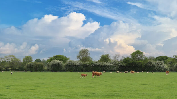 cows in field with sheep