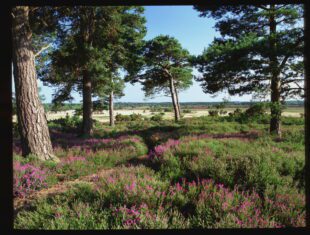 A view of heathland in Dorset