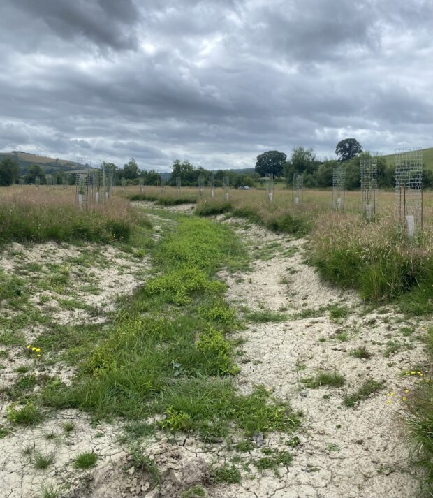 Tree-lined channel before water enters