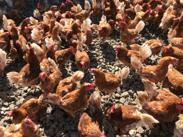 Group of hens