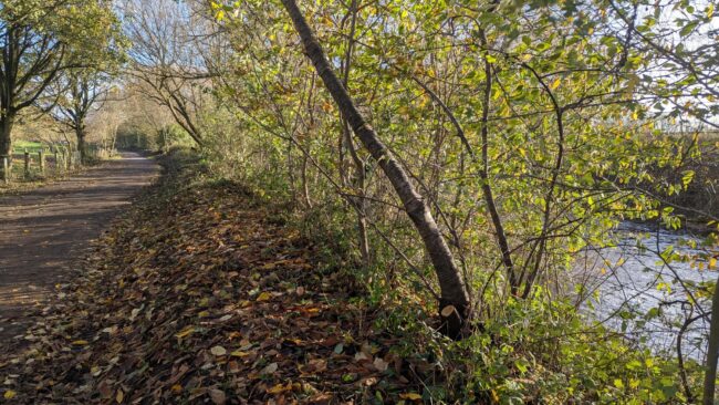 A tree-lined path along a river