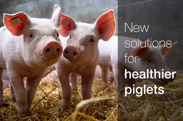 Pigs with ear tags standing on straw in a barn. The text, "New solutions for healthier piglets" is shown.