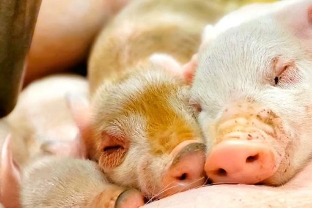 Piglets sleeping together