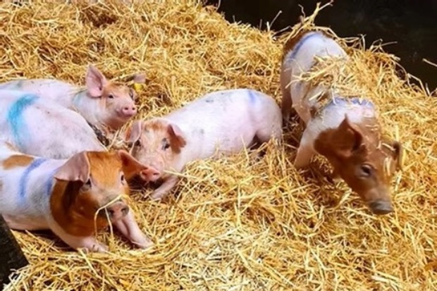 Piglets standing on straw