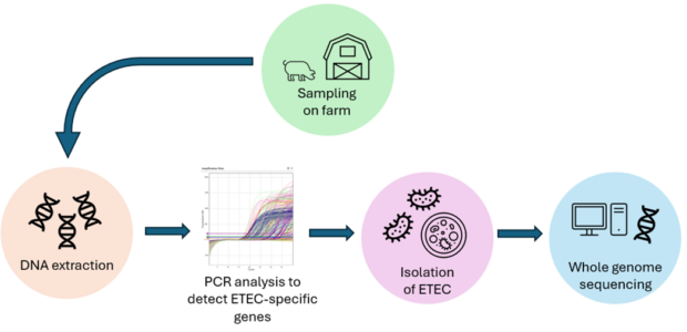 Image showing the path from sampling on farm, to DNA extraction, to PCR analysis to detect ETEC-specific genes, to isolation of ETEC, to whole genome sequencing,