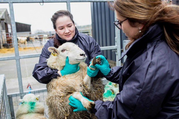 Two females handling a sheep