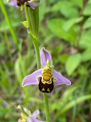 Picture shows a native pink orchid growing in a grassy field