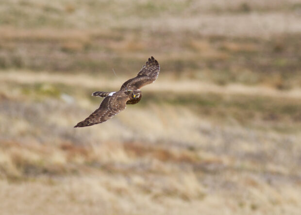 Satellite tagged hen harrier in flight
