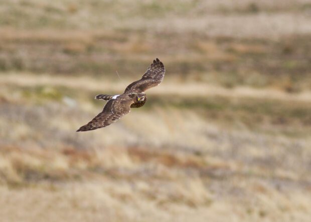 Hen harrier