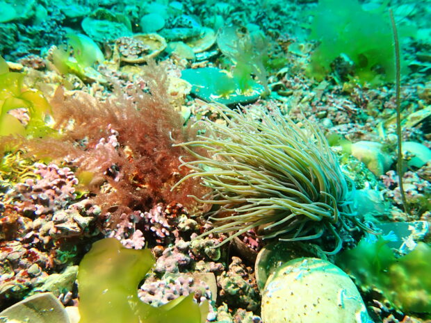 Maerl and snakelocks anemone. Credit: Angela Gall - Natural England