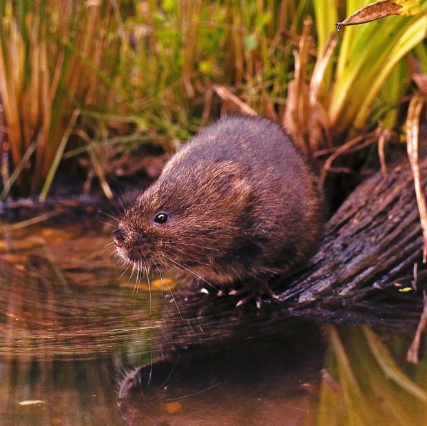 A photgraph of a water vole by the water's edge