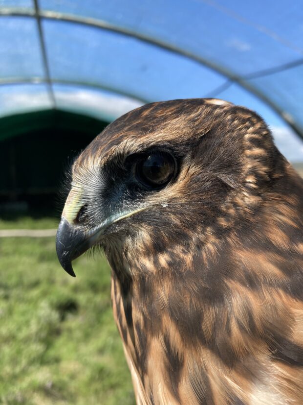 Close up shot of a hen harrier chick 's head and neck in profile against a blurred grassy background.