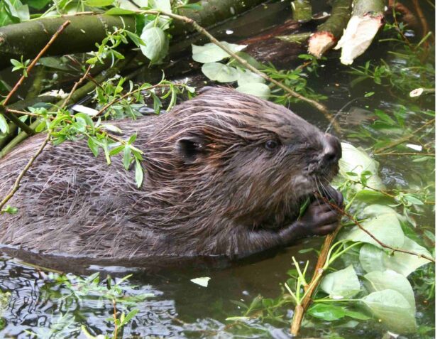 A Eurasian Beaver in water