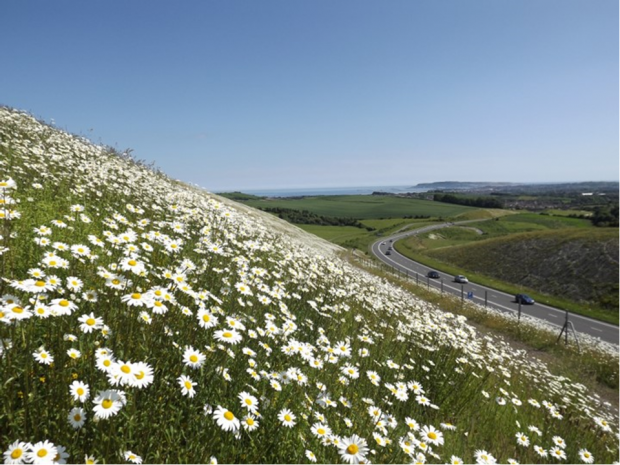 image of flowers next to road