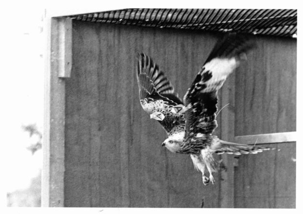 Red kite being released. Credit: Ian Evans, Natural England