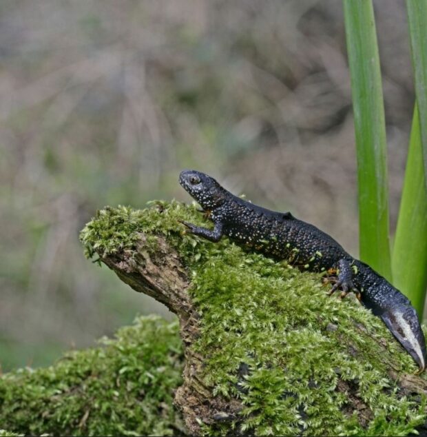 A great crested newt on a mossy piece of tree debris