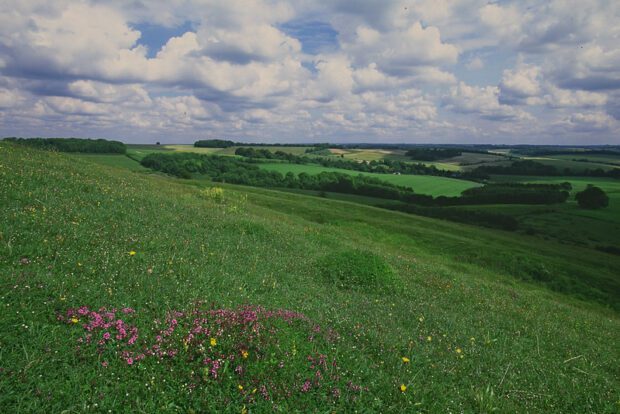 Chalk downland and wild thyme, Hampshire