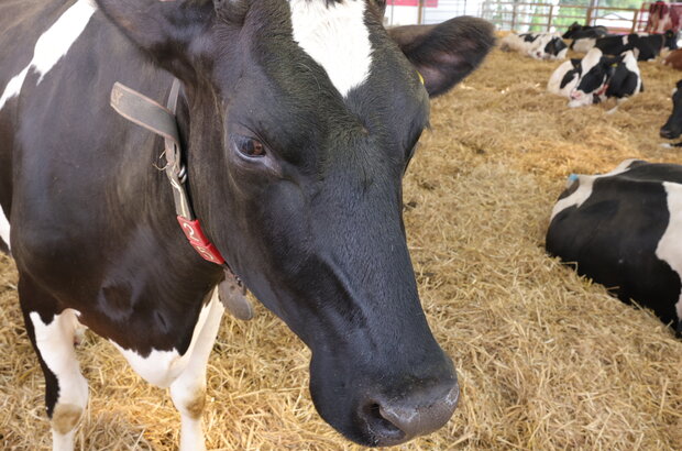 A cow