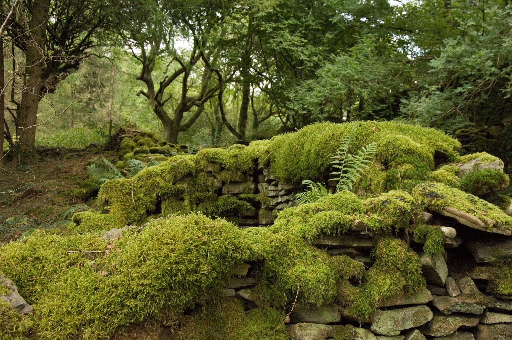 Drystone walls covered in bright green moss in a woodland