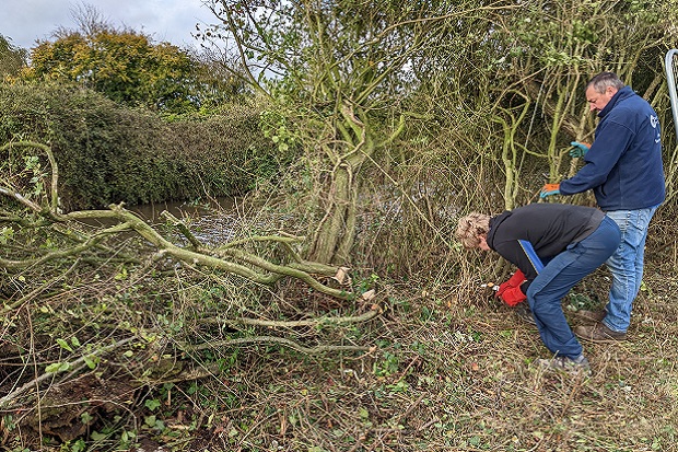 photos showing two people tree cutting