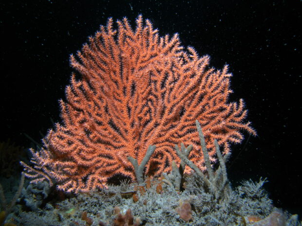 Pink Sea Fan