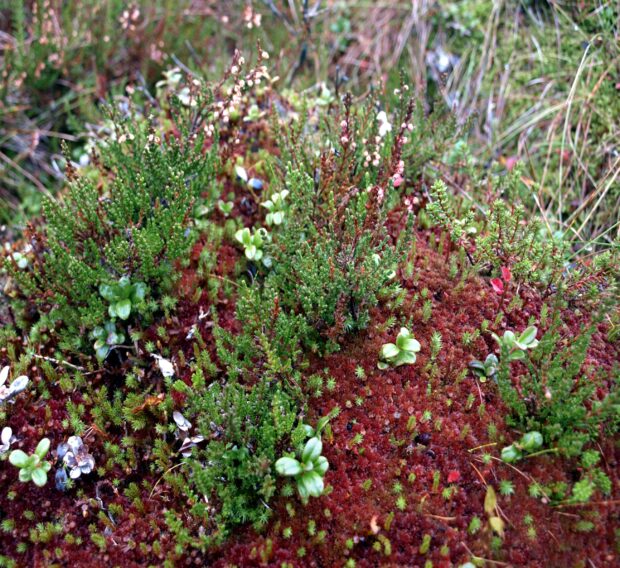 A close-up view of blanket bog hummock plant community. Moor House National Nature Reserve. (Copyright David Glaves. Natural England)