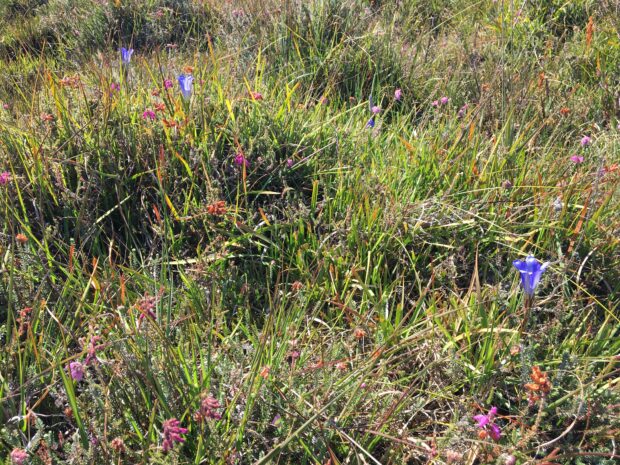 A close-up view of Hartland Moor, Dorset - wet heath and mire with Cross-leaved Heath, Marsh Gentian and Bog Asphodel. Copyright: Iain Diack, Natural England